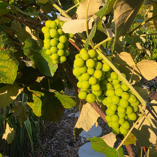 Grape Vine - Blue Bell