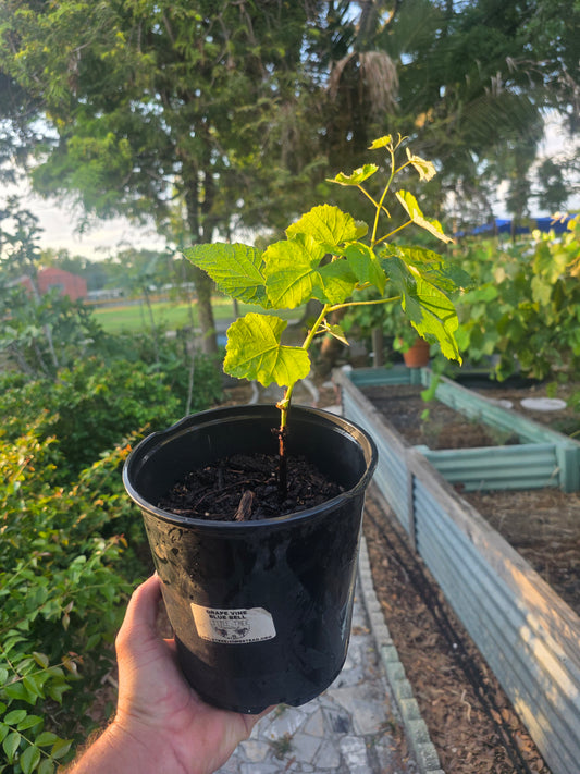 Grape Vine - Blue Bell