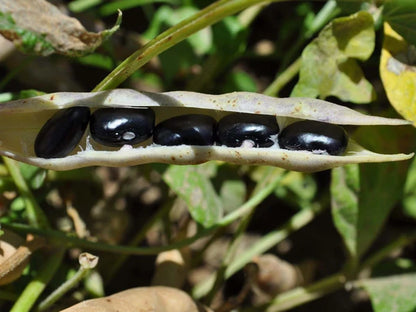 Beans - Puerto Rican Black Bean (Co Pea)  (4" pot)