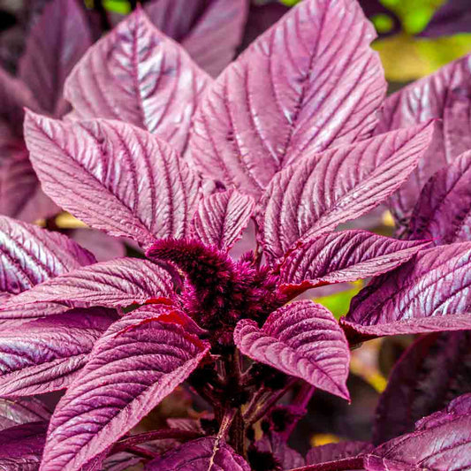 Amaranth (Callaloo) - Hopi Red Dye (4" pot)