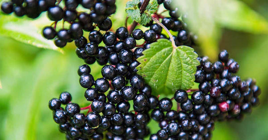 Elderberry Plant (3 Gallon)
