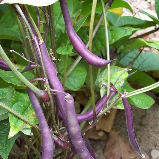 Bean - Purple Queen