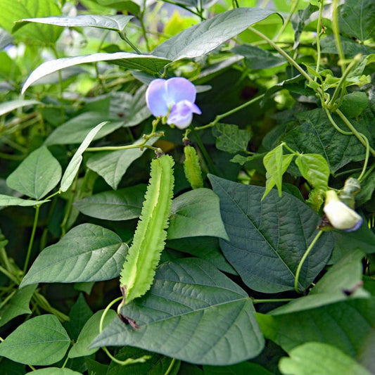 Day neutral winged beans