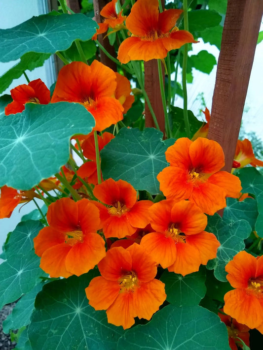 Nasturtium