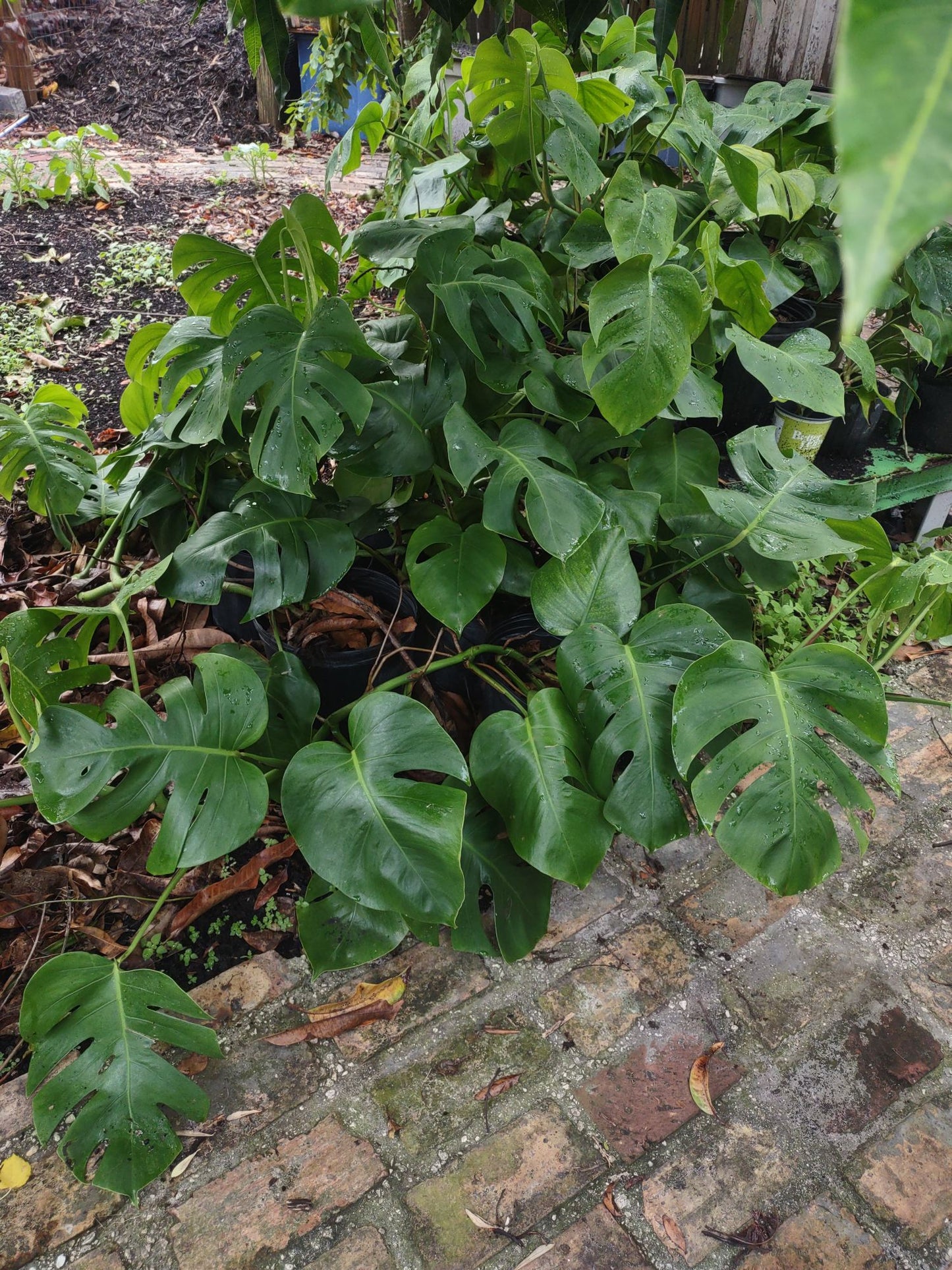 Monstera Deliciosa