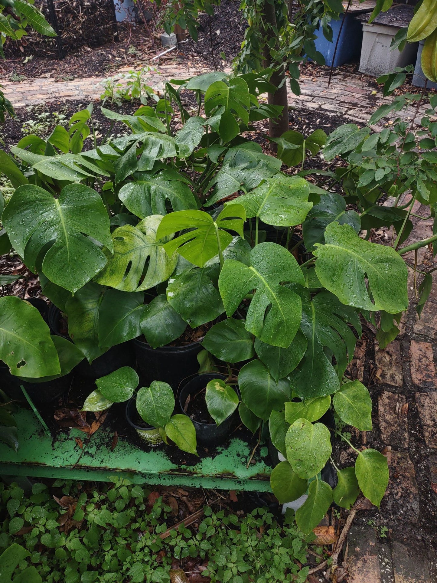 Monstera Deliciosa