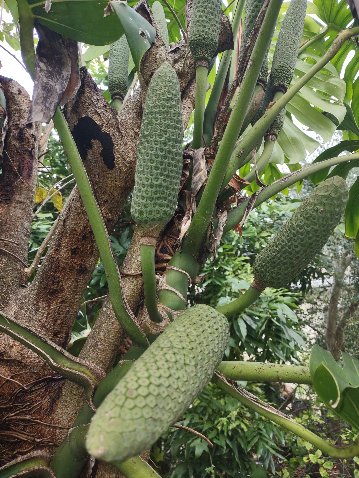 Monstera Deliciosa