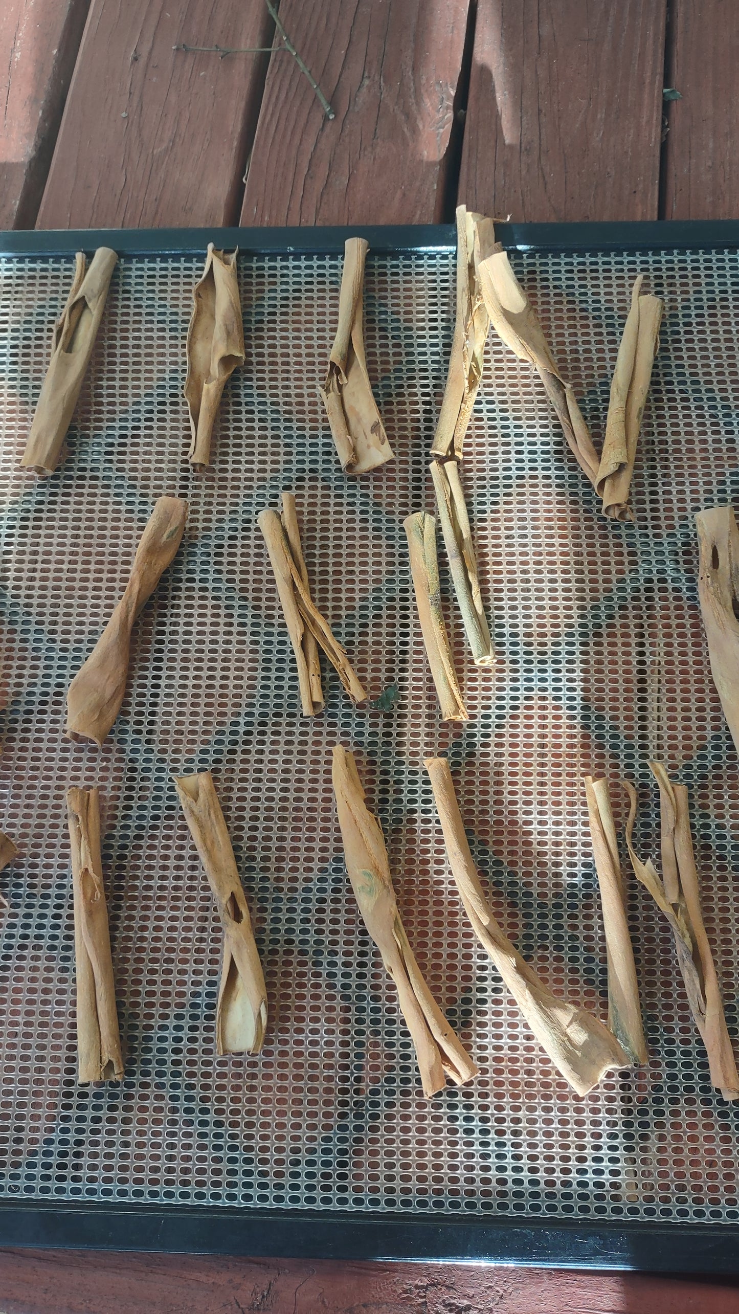 7/18/26 Harvesting Homegrown Cinnamon