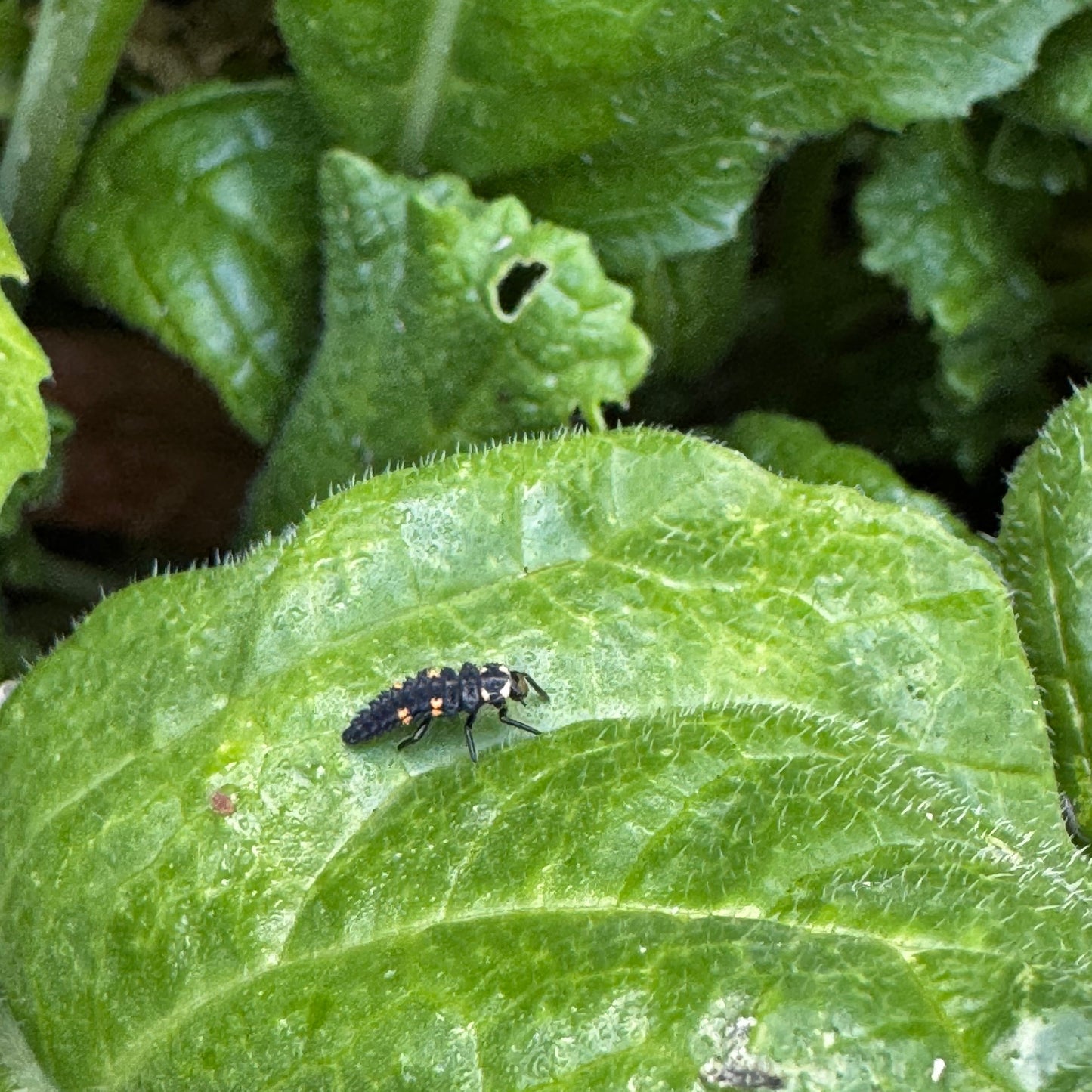 8/1/26 Bug Curious: Getting to Know Your Garden Neighbors