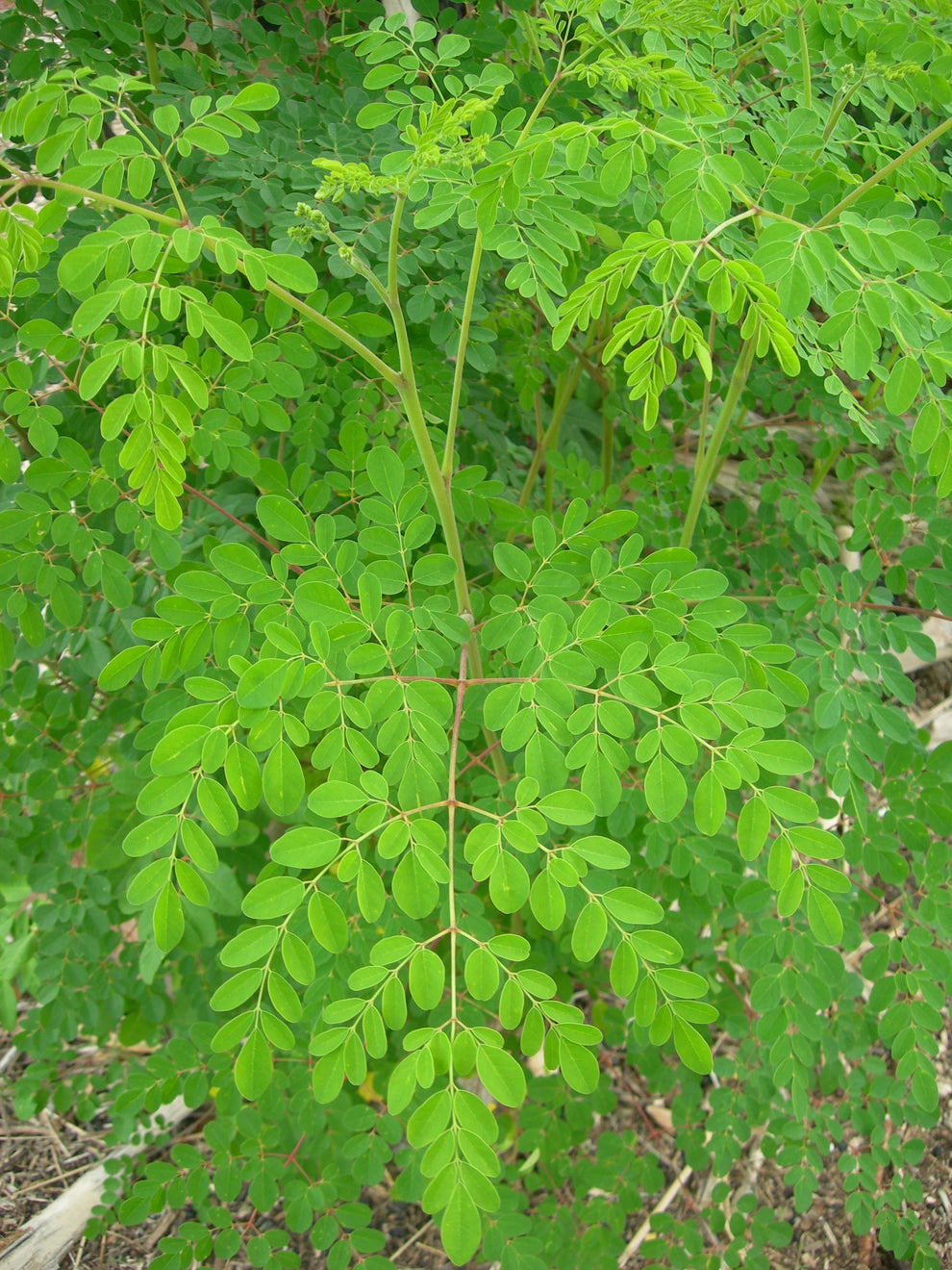 Moringa (3 Gallon Pot)