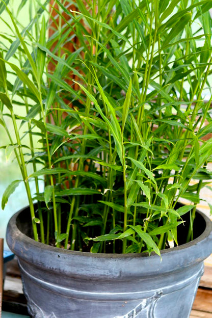 Culinary Ginger (1 Gal Pot)