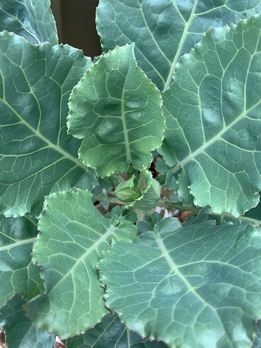 Collards - Green Glaze