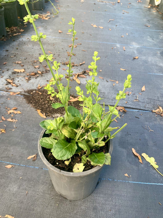 Lyreleaf Sage (Salvia lyrata)