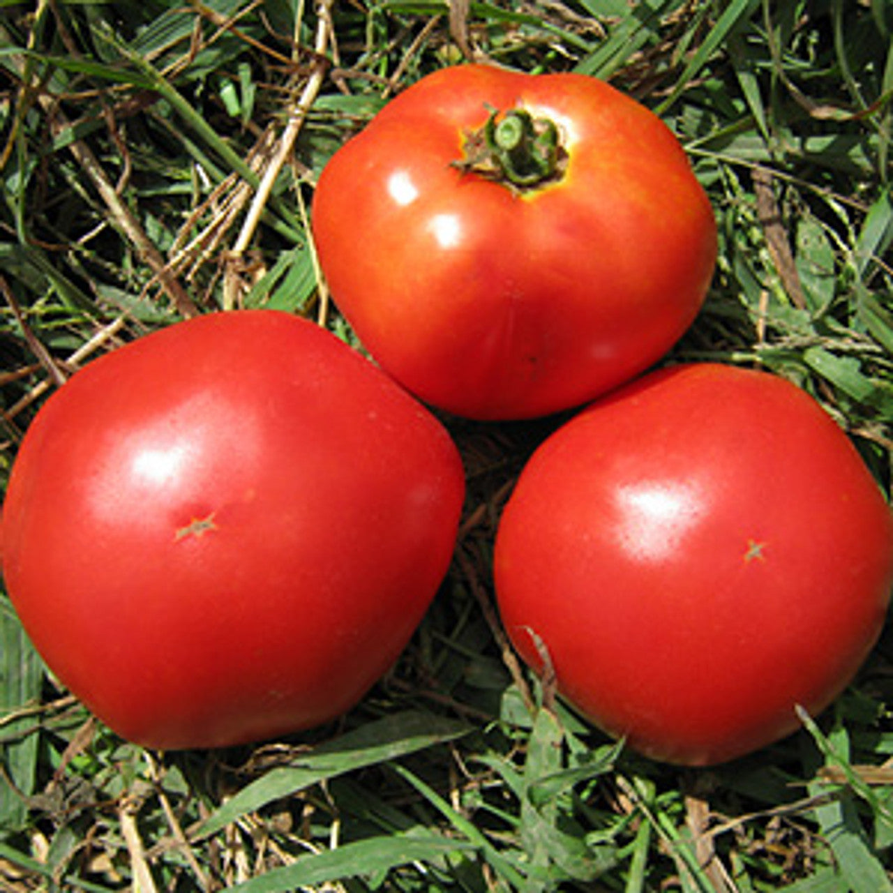 Tomato - Marglobe