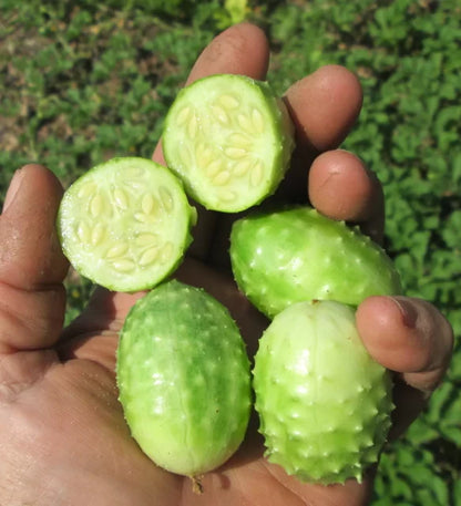 Cucumber -  West Indian Burr Gherkin (4" pot)