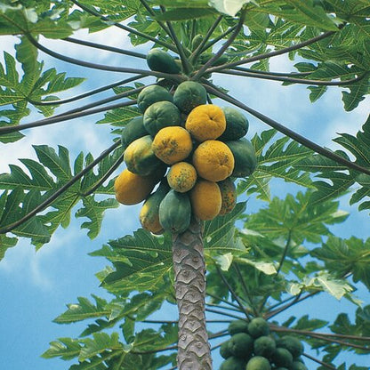 Papaya Tree (3 Gal Pot)