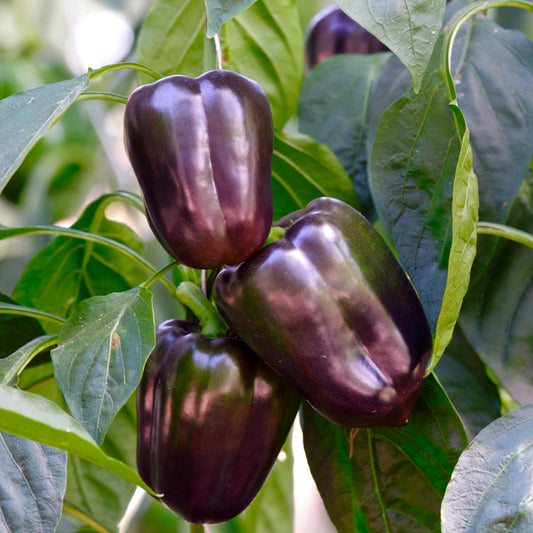 Pepper, Bell - Purple Beauty