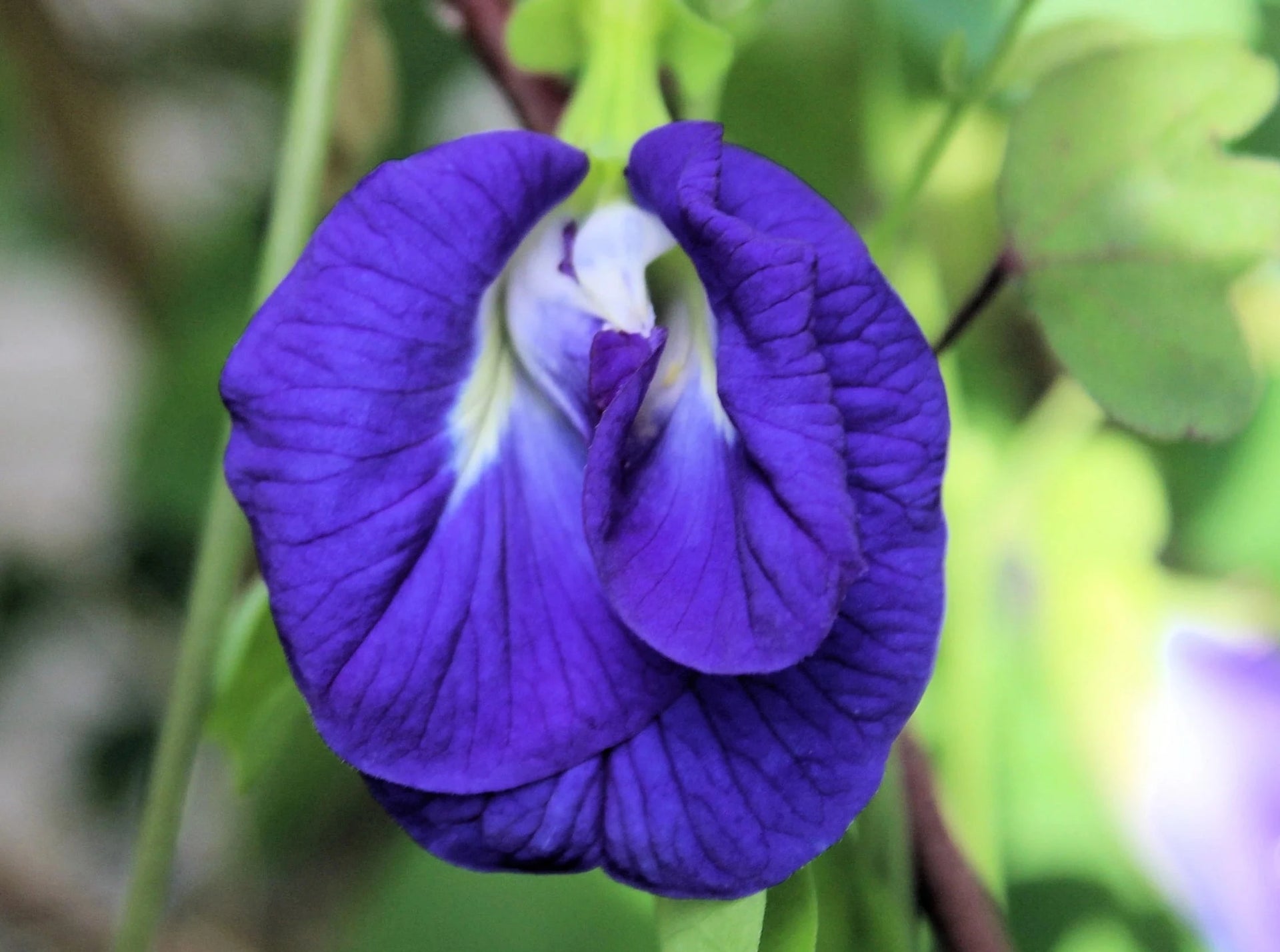 Butterfly Pea Flower – Little Tree Homestead