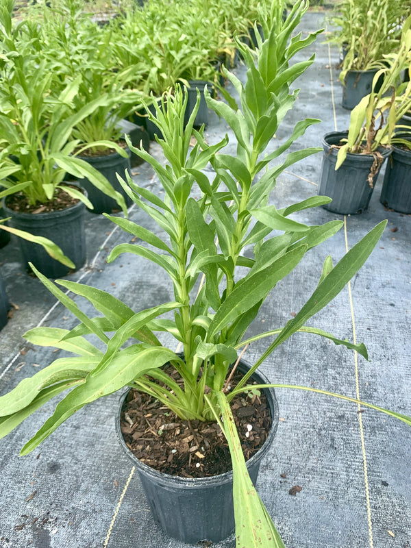 Seaside Goldenrod (Solidago sempervirens)