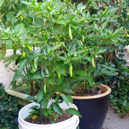 Pepper - Shishito (4" pot)