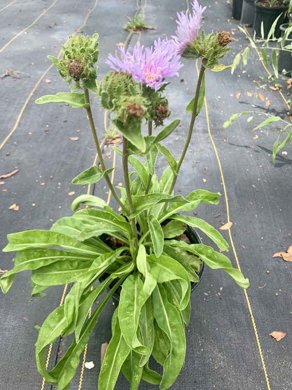 Stokes Aster (Stokesia laevis)