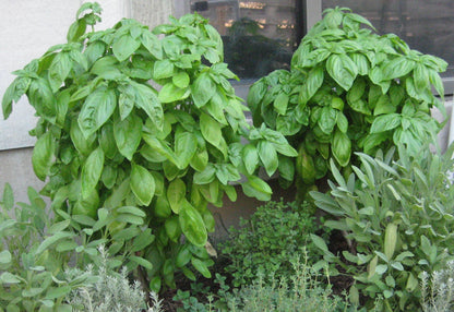 Basil - Heat Tolerant Italian