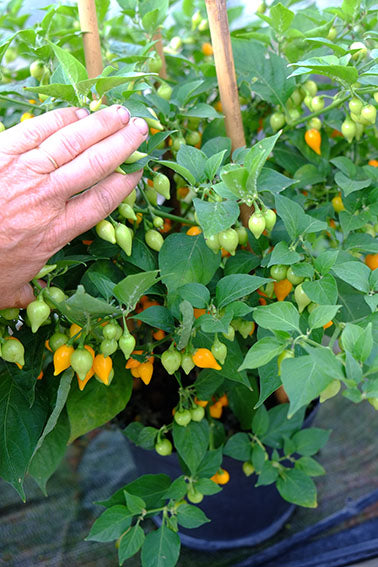 Pepper - Yellow Biquinho (4" pot)