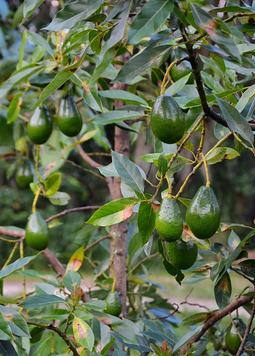 Avocado - Brogden (3 gal pot)