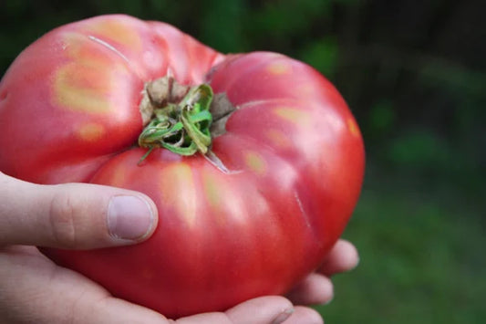 Tomato - Bulgarian