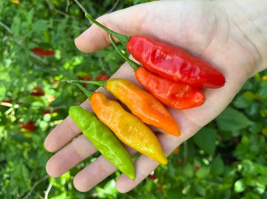 Pepper - Cheirosa