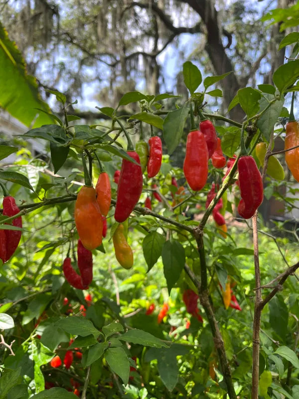 Pepper - Cheirosa