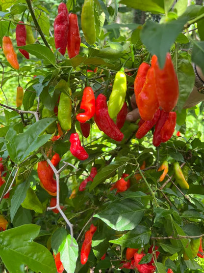 Pepper - Cheirosa