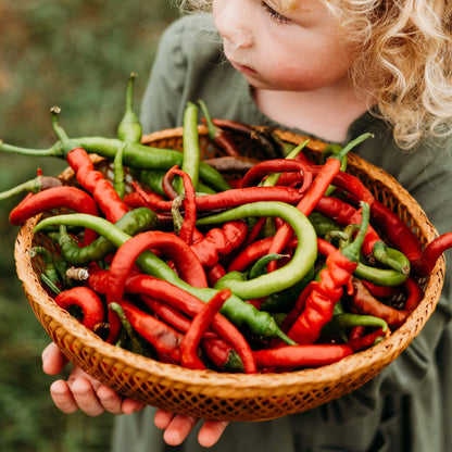 Pepper- Sweet Corbaci