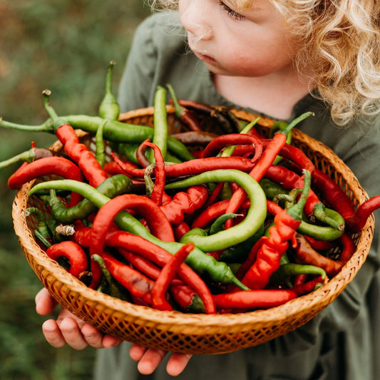 Pepper- Sweet Corbaci