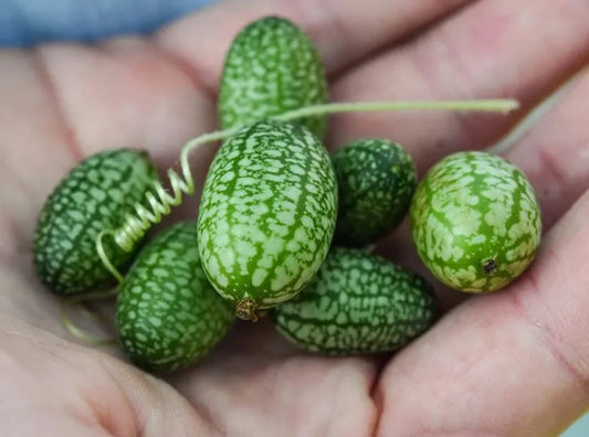 Cucumber -  Cucumelon, Mouse Melon (4" pot)