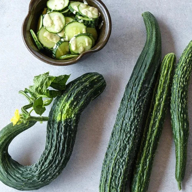 Cucumber -  Suyo Long (4" pot)
