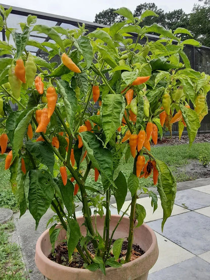 Pepper - Datil
