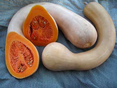 Squash - Tahitian