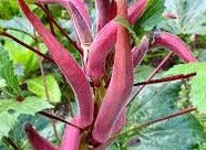 Okra -  Okinawa Pink (4" pot)
