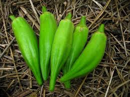 Okra - Gold Coast (4" pot)