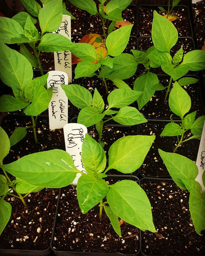 Pepper, Bell - Carolina Wonder