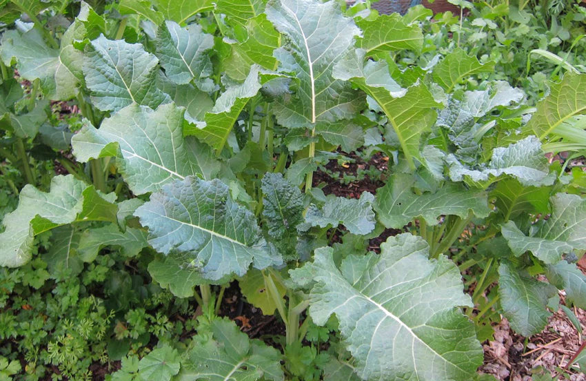 Kale - Ethiopian (4" pot)