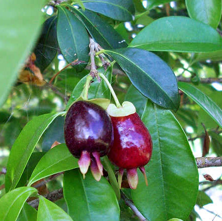 Cherry of the Rio Grande - 1 gallon pot