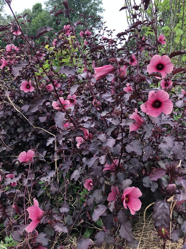 Cranberry Hibiscus (2 sizes)