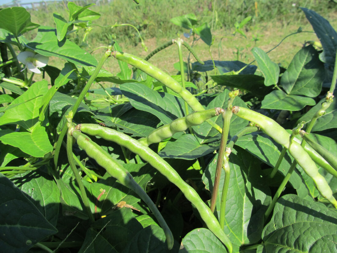 Black Eyed Peas - Whippoorwill (4" Pot)