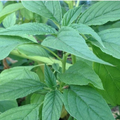 Amaranth - Green Callaloo