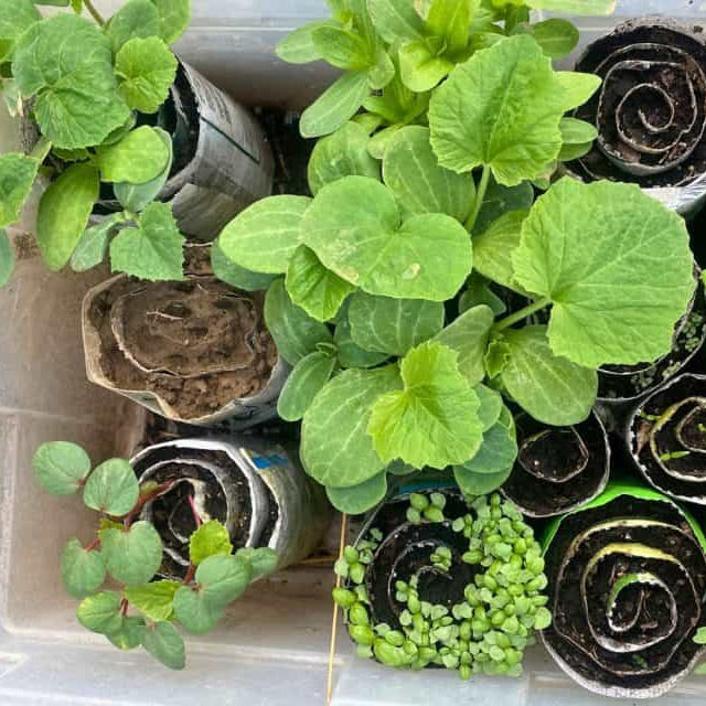 11/22 10am: Seed Snails and the How-Tos of Sowing Seeds