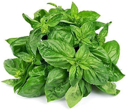 Basil - Heat Tolerant Italian