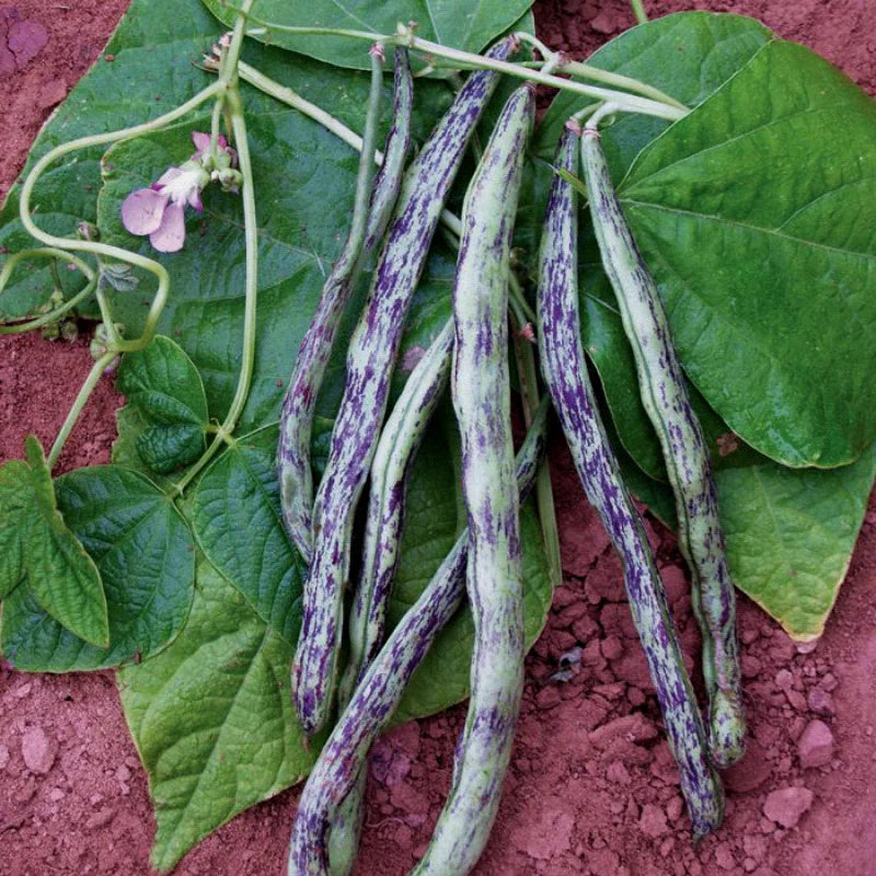 Beans, Pole - Rattlesnake (4" pot)