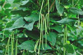 Beans, Yard Long - Guyana (4" Pot)